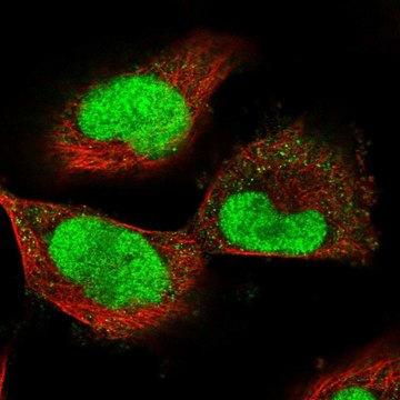 Anti-ECT2 antibody produced in rabbit Prestige Antibodies&#174; Powered by Atlas Antibodies, affinity isolated antibody