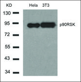 Anti-RPS6KA1 (Ab-348) antibody produced in rabbit affinity isolated antibody