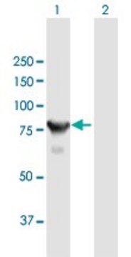 Anti-CTNNAL1 antibody produced in mouse purified immunoglobulin, buffered aqueous solution