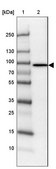 Anti-PLCD1 antibody produced in rabbit Prestige Antibodies® Powered by Atlas Antibodies, affinity isolated antibody, buffered aqueous glycerol solution, Ab2