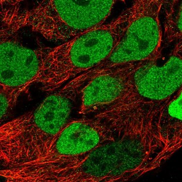 Anti-CDX2 antibody produced in rabbit Prestige Antibodies&#174; Powered by Atlas Antibodies, affinity isolated antibody