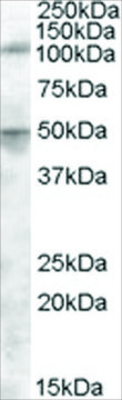 Anti-ERAP2 antibody produced in goat affinity isolated antibody, buffered aqueous solution