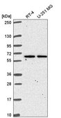 Anti-TMEM62 antibody produced in rabbit Prestige Antibodies® Powered by Atlas Antibodies, affinity isolated antibody