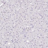 Anti-TMEM150C antibody produced in rabbit Prestige Antibodies® Powered by Atlas Antibodies, affinity isolated antibody, buffered aqueous glycerol solution