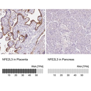 Anti-NFE2L3 antibody produced in rabbit Prestige Antibodies&#174; Powered by Atlas Antibodies, affinity isolated antibody, buffered aqueous glycerol solution