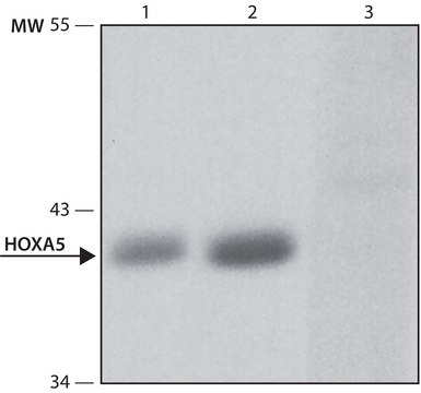 Anti-HOXA5 antibody produced in rabbit ~1.0&#160;mg/mL, affinity isolated antibody, buffered aqueous solution