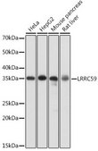 Anti- LRRC59 antibody produced in rabbit