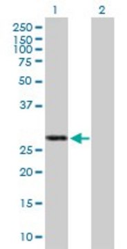 Anti-IFIH1 antibody produced in mouse purified immunoglobulin, buffered aqueous solution