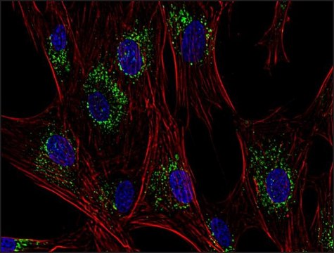 Monoclonal Anti-CD63 antibody produced in mouse clone MEM-259, purified immunoglobulin, buffered aqueous solution