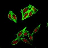 Anti-PEMT Antibody (CT) from rabbit