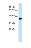 Anti-EGR3 antibody produced in rabbit affinity isolated antibody