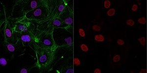Anti-acetyl-Histone H3 (Lys9) Antibody, Alexa Fluor™ 555 Conjugate from rabbit, ALEXA FLUOR™ 555