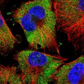 Anti-FAM120A antibody produced in rabbit Prestige Antibodies® Powered by Atlas Antibodies, affinity isolated antibody, buffered aqueous glycerol solution