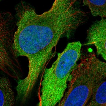 Anti-UBE2C antibody produced in rabbit Prestige Antibodies&#174; Powered by Atlas Antibodies, affinity isolated antibody