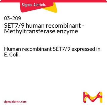 SET7/9 human recombinant - Methyltransferase enzyme Human recombinant SET7/9 expressed in E. Coli.