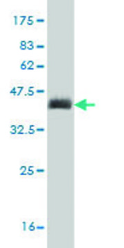 Monoclonal Anti-CORIN antibody produced in mouse clone 5B6, purified immunoglobulin, buffered aqueous solution