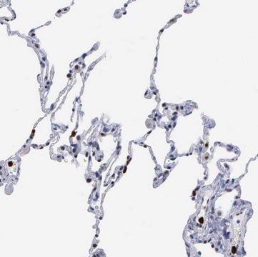 Anti-SPIN3 antibody produced in rabbit Prestige Antibodies&#174; Powered by Atlas Antibodies, affinity isolated antibody, buffered aqueous glycerol solution