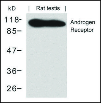 Anti-AR (Ab-650) antibody produced in rabbit affinity isolated antibody