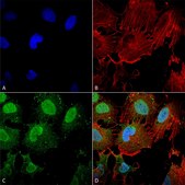 Monoclonal Anti-Synaptotagmin-7 - Atto 594 antibody produced in mouse clone S275-14, purified immunoglobulin
