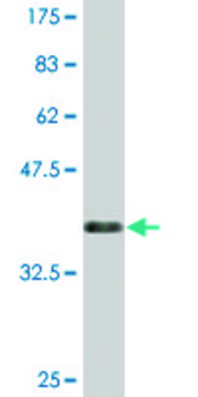 Monoclonal Anti-CLEC10A antibody produced in mouse clone 2D6, purified immunoglobulin, buffered aqueous solution