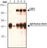 Anti-LSD1 (AOF2) (C-terminal) antibody produced in rabbit ~1 mg/mL, affinity isolated antibody, buffered aqueous solution