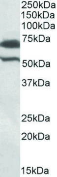 Anti-BIRC3 antibody produced in goat affinity isolated antibody, buffered aqueous solution