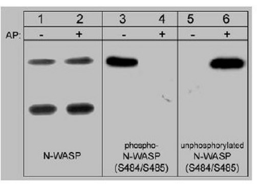 Anti-N-WASP Antibody Chemicon&#174;, from rabbit