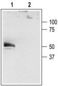 Anti-Potassium Channel K2P4.1 (TRAAK) antibody produced in rabbit affinity isolated antibody, lyophilized powder