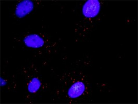 Monoclonal Anti-DAAM1, (N-terminal) antibody produced in mouse clone 4H3, purified immunoglobulin, buffered aqueous solution