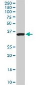 Monoclonal Anti-SEPT3 antibody produced in mouse clone 4D8, purified immunoglobulin, buffered aqueous solution