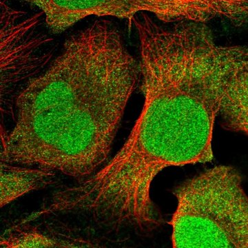 Anti-DTL antibody produced in rabbit Prestige Antibodies&#174; Powered by Atlas Antibodies, affinity isolated antibody