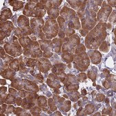Anti-KIAA1143 antibody produced in rabbit Prestige Antibodies® Powered by Atlas Antibodies, affinity isolated antibody, buffered aqueous glycerol solution