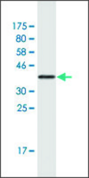 Monoclonal Anti-MLL2 antibody produced in mouse clone 2E1, purified immunoglobulin, buffered aqueous solution