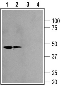 Anti-Potassium Channel Kir2.2 antibody produced in rabbit affinity isolated antibody, lyophilized powder