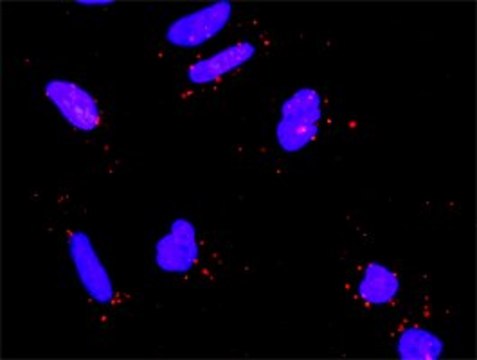 Anti-RICTOR antibody produced in rabbit purified immunoglobulin, buffered aqueous solution