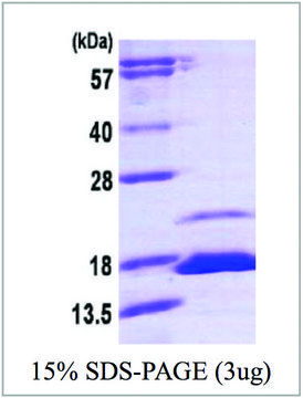 FKBP1B human recombinant, expressed in E. coli, &#8805;90% (SDS-PAGE)