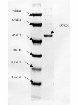 GSK3&#946; 蛋白，活性，10 &#181;g Active, N-terminal His6-tagged recombinant human GSK3&#946; with an H350L mutation, for use in Kinase Assays.