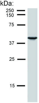 Monoclonal Anti-Cytokeratin 19 antibody produced in mouse clone BA-17