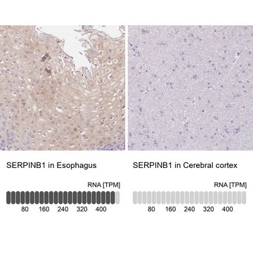 Anti-SERPINB1 antibody produced in rabbit Prestige Antibodies® Powered by Atlas Antibodies, affinity isolated antibody, buffered aqueous glycerol solution