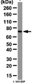 Anti-DDX4 (Vasa) Antibody from rabbit, purified by affinity chromatography