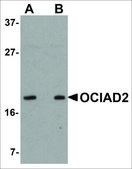 Anti-OCIAD2 antibody produced in rabbit affinity isolated antibody, buffered aqueous solution, ab2