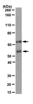 Anti-c-Fos Antibody, clone 2G9C3 clone 2G9C3, from mouse