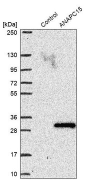 Anti-ANAPC15 antibody produced in rabbit Prestige Antibodies&#174; Powered by Atlas Antibodies, affinity isolated antibody, buffered aqueous glycerol solution