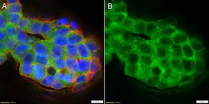 Anti-GPX1 Antibody, clone 1J19 ZooMAb® Rabbit Monoclonal recombinant, expressed in HEK 293 cells