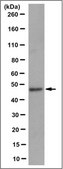 Anti-Synaptotagmin-4 Antibody, clone 10C11.1 clone 10C11.1, from mouse