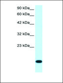 Anti-RPS16 (AB1) antibody produced in rabbit IgG fraction of antiserum