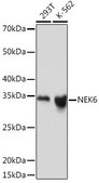 Anti-NEK6 antibody produced in rabbit