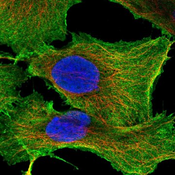 Anti-Sdc2 Antibody Produced In Rabbit Prestige Antibodies&#174; Powered by Atlas Antibodies, affinity isolated antibody, buffered aqueous glycerol solution