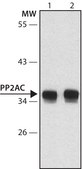 Anti-PP2A, C subunit antibody, Mouse monoclonal clone 7A6, purified from hybridoma cell culture