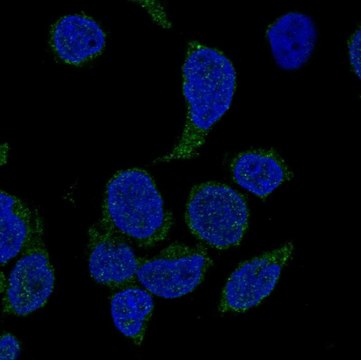 Anti-NCF4 antibody produced in rabbit Prestige Antibodies&#174; Powered by Atlas Antibodies, affinity isolated antibody